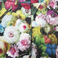 Multicolor Floral High Waist Wide Leg Pants