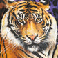 Multicolor Tiger Print Men Bomber Jacket